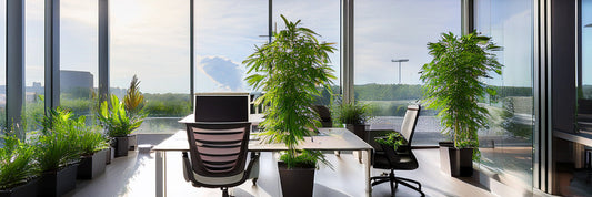 office with plants and views