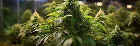 Navigating the Air: The Complete Guide to Air Filtration for Cannabis Grow Operations